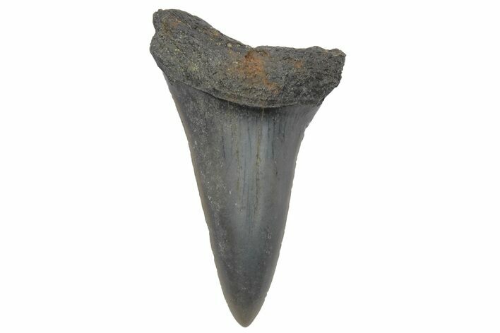 Fossil Mako Tooth - Lee Creek (Aurora), NC #220076